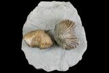 Multiple Fossil Brachiopod (Platystrophia) Plate - Kentucky #136612-2
